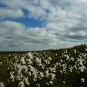 Cottongrass flowers are scattered across landscapes.